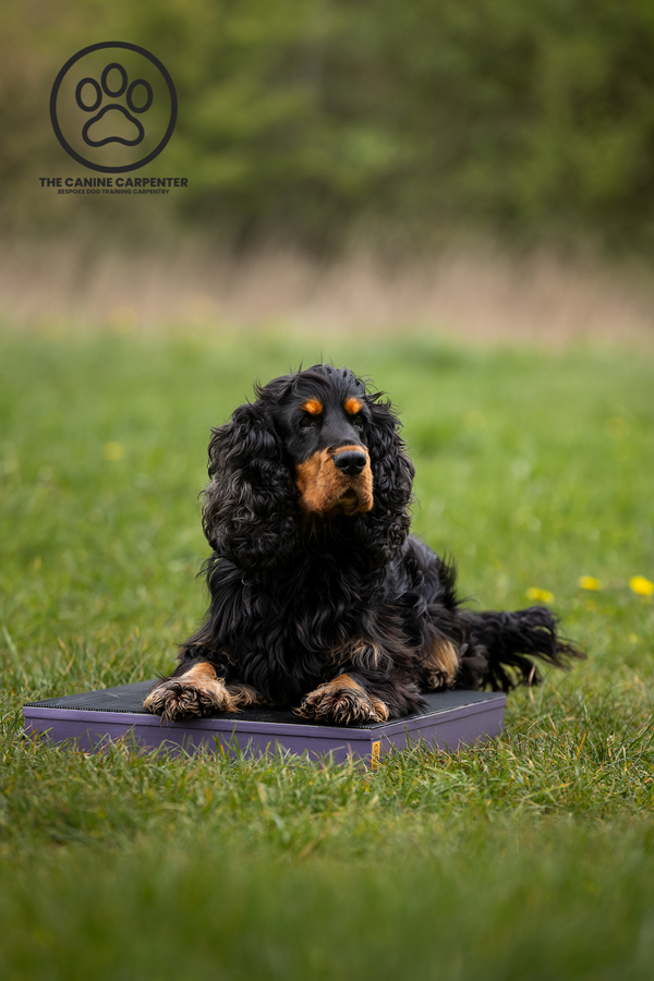 Dog Training Place Board