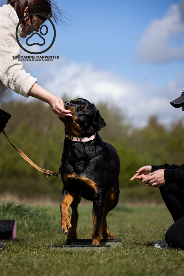 Dog Strength & Conditioning Blocks