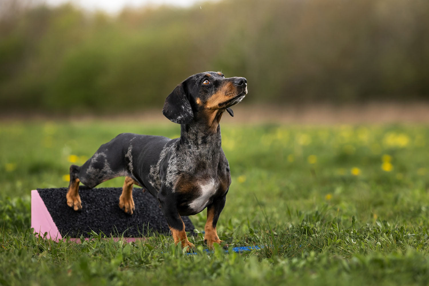 The Collaboration all the Dachshund Owners Have Been Waiting For!