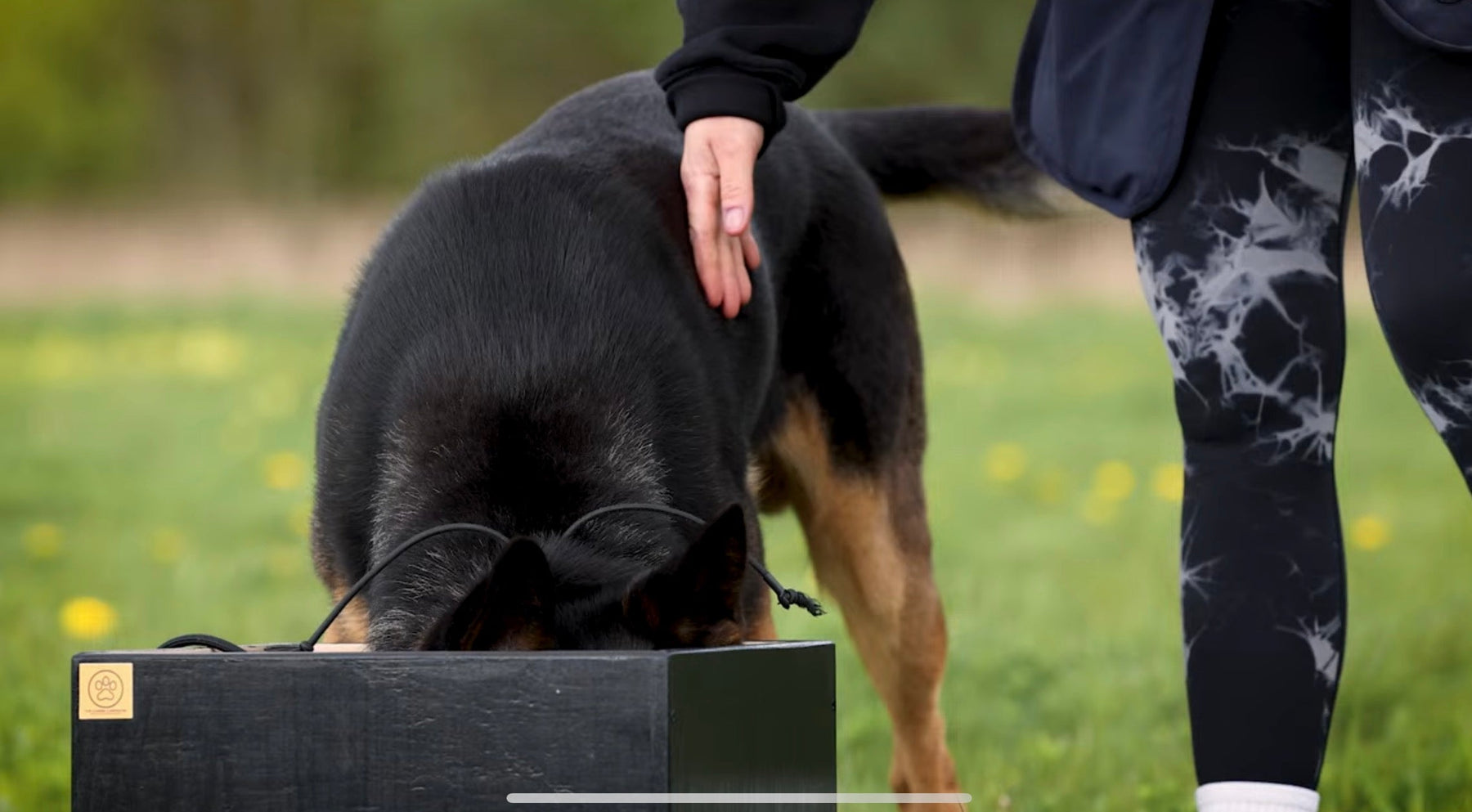 What Size Dopamine Box Does My Dog Need? - A Helping Guide