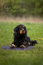 Dog Training Place Board